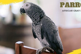 3 Most Important African Grey Parrot Food | Petmaga