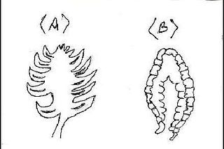 CLASSIFY LIVING THINGS BY Q&A