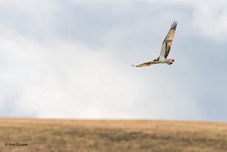 osprey flying against a blue sky
