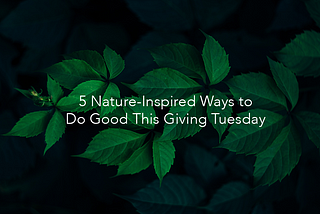 5 Nature-Inspired Ways to Do Good This Giving Tuesday