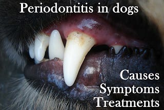 Periodontitis in dogs: causes, symptoms, treatments