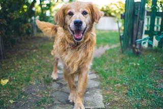 An elderly Golden Retriever with grey muzzle looking into the camera with a smile on his face, whilst walking through a garden.
