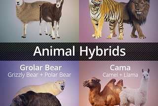 The Liger Serval And Other Animal Hybrids