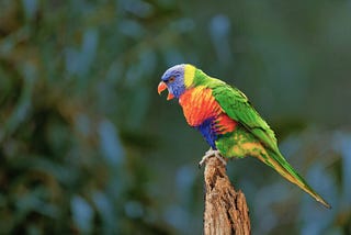 How Come Parrots Can Talk?