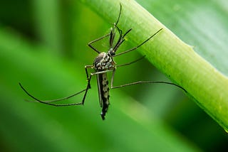 Immune Mosquitos: A Case Study Of Gene Drives