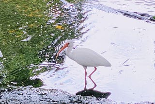 Flamingo Near Shul