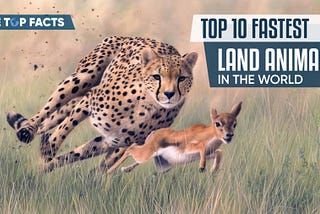 Top 10 Fastest Land Animals in the World