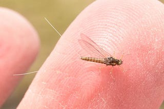 The Mayfly’s Guide to Living Life to the Fullest (in 5 Minutes or Less)