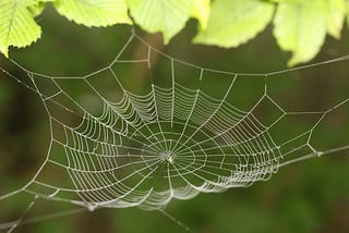 “La Clave de la Resistencia de la Tela de Araña: Un Material que Desafía los Límites”