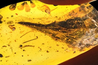 Smallest-Ever Fossil Dinosaur Found Trapped In Amber