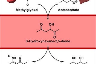 Buffering of Acetoacetate on Methylglyoxal to form 3-Hydroxyhexane-2,5-dione. From Science Direct.