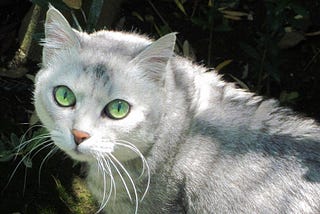 Turns Out Cats Do Actually Have A Favorite Color
