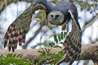 The Majestic Harpy Eagle