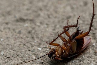 Get Rid of Cockroaches Fast with Our Expert Extermination Services