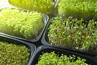 Grow Your Own Microgreens and Enjoy its Benefits!