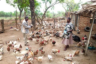 Indigenous chicken market participation and smallholder farmers’ well-being outcomes in Chiredzi…