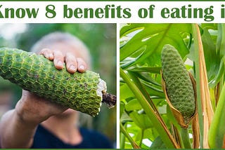 Monstera Deliciosa Fruit: Know 8 Benefits of Eating it