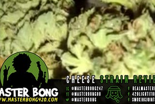 UK Cheese Marijuana Strain Review — MasterBong