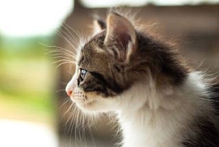 Hypoallergenic Cat Breeds — The Best And Worst For Allergies