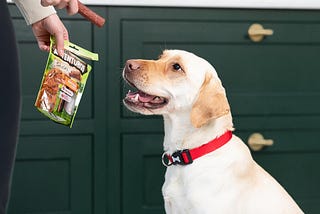 How Pet Treats Make Dog Training Easier in New York City