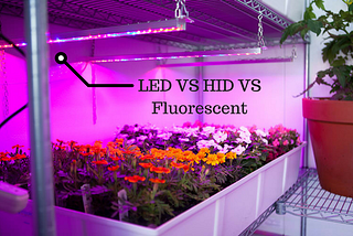 Everything You Need to Know About Grow Lights — The Ultimate Guide!