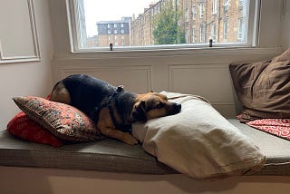 small dog reclining on cushions in window seat