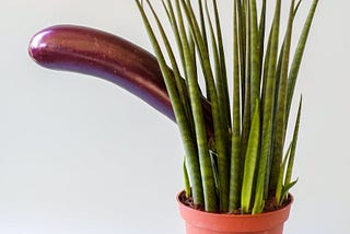 Flowerpot with tall grass in front of long purple eggplant.