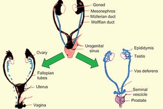 Let’s Talk About The Müllerian Hormone!