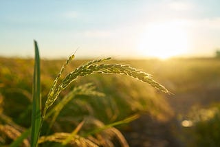 Study of historic weather trends and irrigation management in two states of India and its impact…