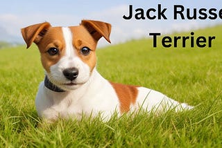 How to Train Your Jack Russell for Agility Competitions