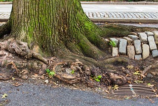 Nature’s Blockade: The 10 Worst Trees For Drains In QLD