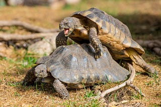 Tuffy and the Humping Turtles