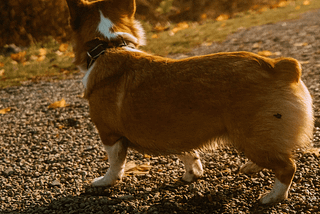 Corgi in partial shade on an off-leash trail at Jack Darling Dog Park