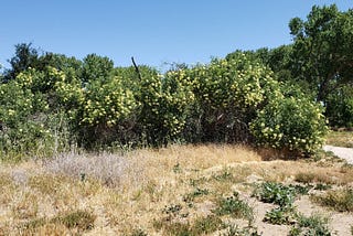 Elderberry Trees Are Blooming All around Larry Moore Park in Paso Robles