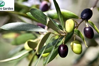 Oliveira Olea europaea: Dicas de cuidados para o jardim