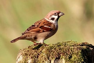 What Does it Mean When a Sparrow Visits You