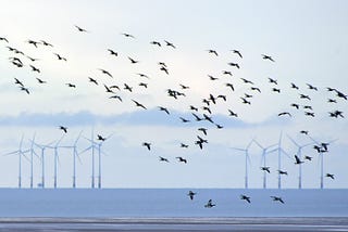 Wind ….“extremely expensive, kills all the birds…”