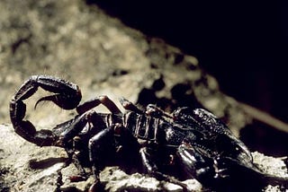 The Three Phases of a Scorpio Totem
