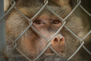 Rogue thoughts behind bars