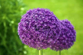 Allium: ukrasne lukovice za cvjetnjak s niskim zahtjevima za održavanjem
