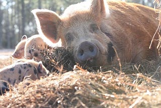 Businesses Paving the Way to a Better Future for Animals