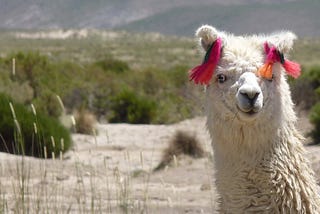 Lllamas in Pyjamas