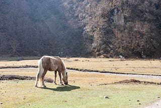 Trek Around Himalayas