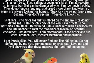 Are Budgies Or Cockatiels Better? Expert Comparison Guide
