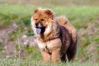 Exploring the Unique Blend of Golden Retriever Mix Chow Chow