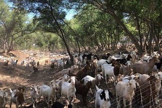 goats grazing