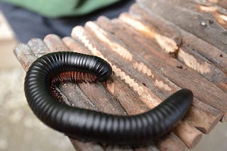 Getting Up Close & Personal with Bugs and Reptiles