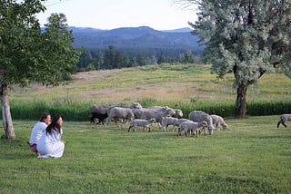 Sheep trailing in Bayfield