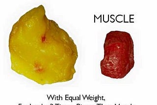How to increase your muscle to fat ratio