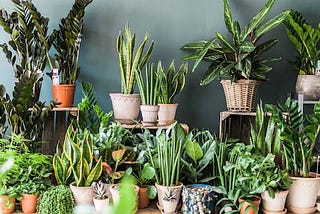 Elevate Your Space with Indoor Plants